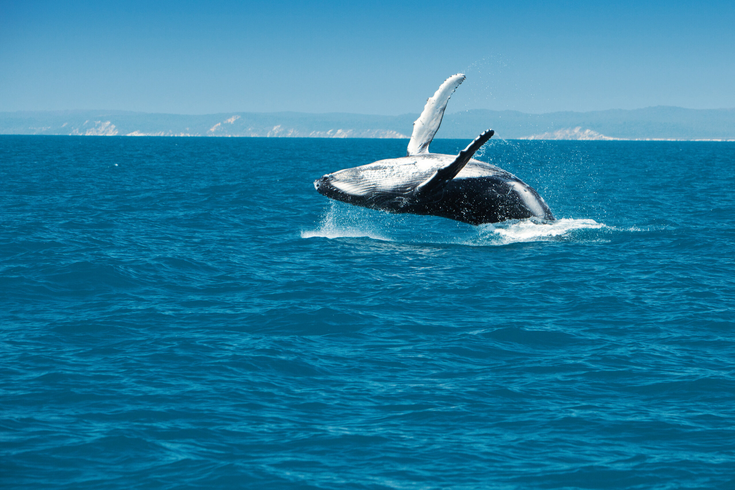 Whale watching